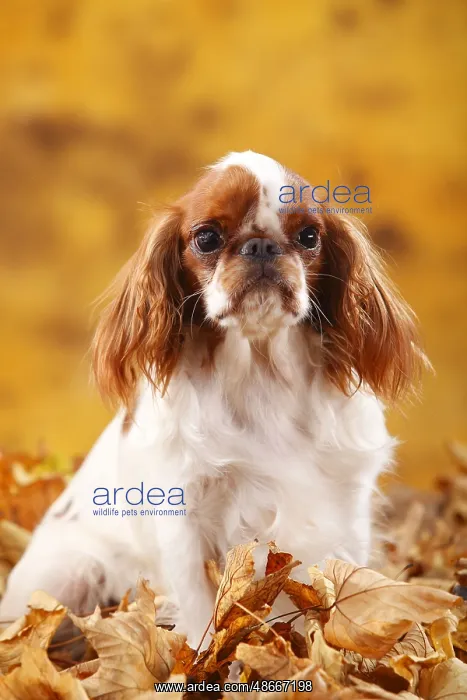 : King Charles Spaniel, bitch, Blenheim, 2 years, autumn : King Charles Spaniel, bitch, Blenheim, 2 years, autumn