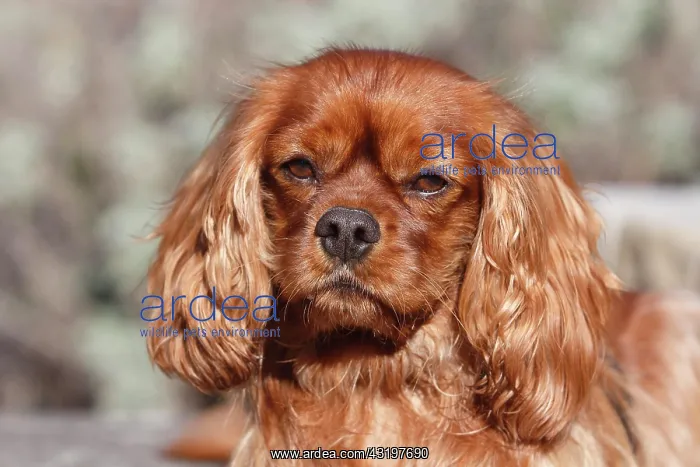 : King Charles Spaniel, male, 6 years, portrait, North : King Charles Spaniel, male, 6 years, portrait, North