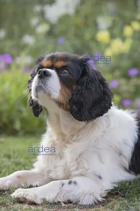: King Charles Spaniel - Norfolk UK : King Charles Spaniel - Norfolk UK