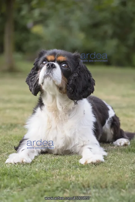: King Charles Spaniel - Norfolk UK : King Charles Spaniel - Norfolk UK