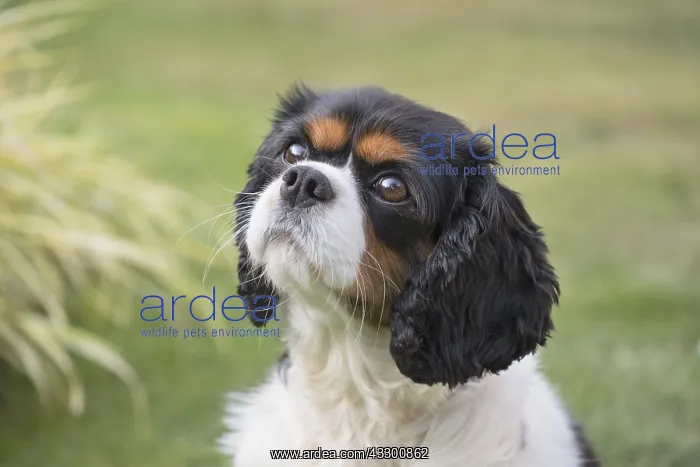 : King Charles Spaniel - Norfolk UK : King Charles Spaniel - Norfolk UK