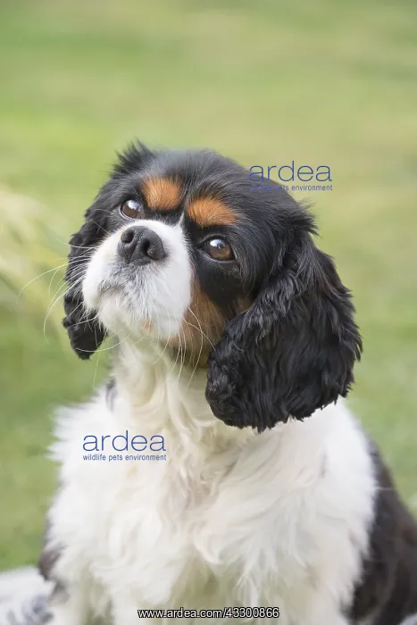 : King Charles Spaniel - Norfolk UK : King Charles Spaniel - Norfolk UK