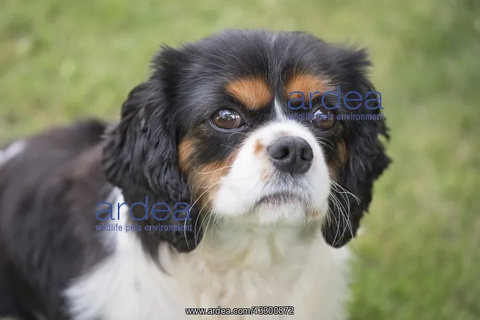 : King Charles Spaniel - Norfolk UK : King Charles Spaniel - Norfolk UK