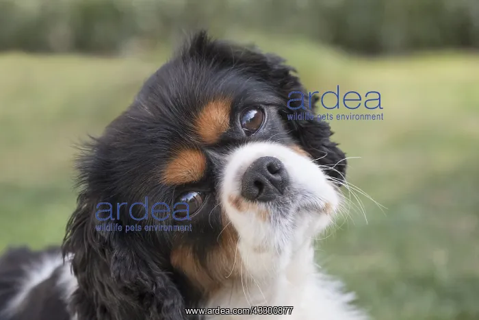 : King Charles Spaniel - Norfolk UK : King Charles Spaniel - Norfolk UK