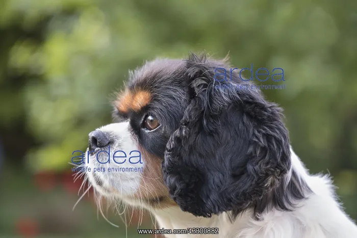 : King Charles Spaniel - Norfolk UK : King Charles Spaniel - Norfolk UK