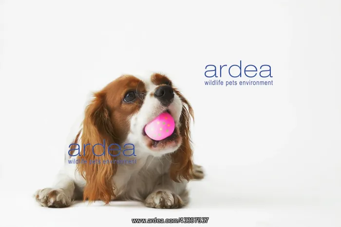 : King Charles Spaniel with pink ball in its snout : King Charles Spaniel with pink ball in its snout