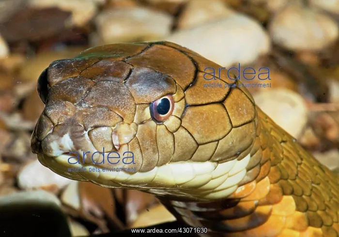 : King Cobra : King Cobra