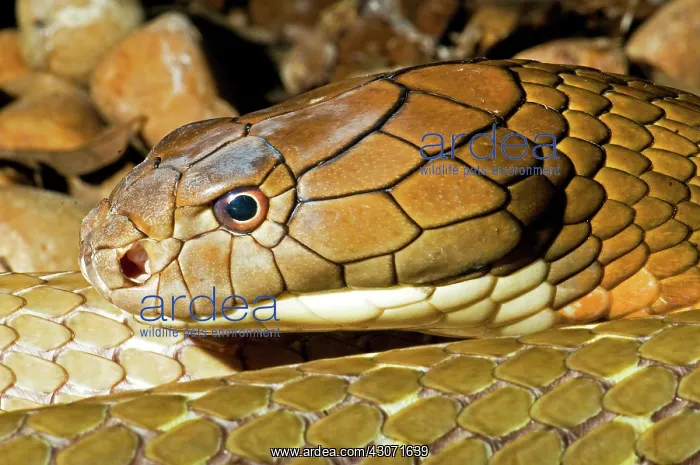: King Cobra : King Cobra