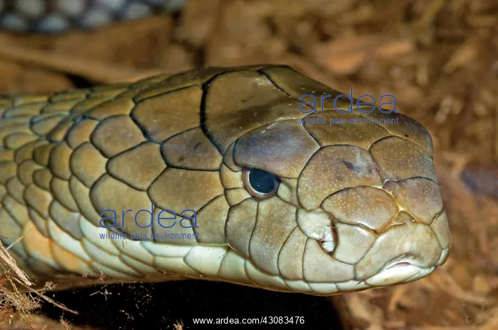: King Cobra : King Cobra