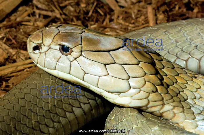 : King Cobra