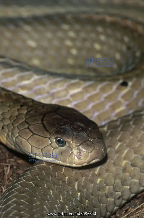 : King Cobra : King Cobra