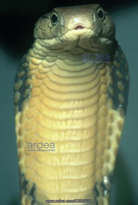 : King Cobra : King Cobra