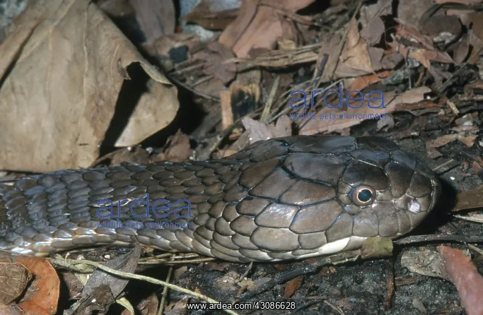 : King Cobra : King Cobra
