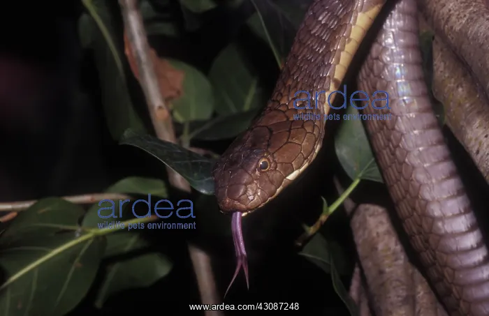 : King Cobra : King Cobra