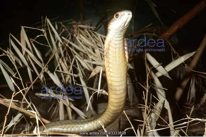 : KING COBRA - HEAD RAISED : KING COBRA - HEAD RAISED