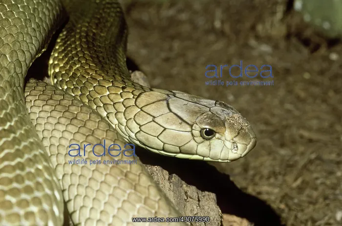 : King Cobra (Ophiophagus hannah) : King Cobra (Ophiophagus hannah)