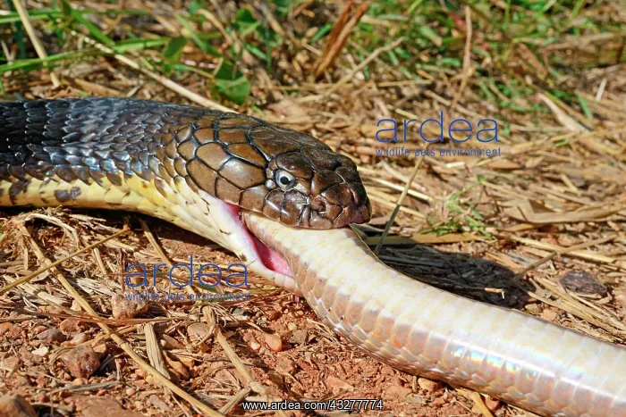 : King cobra (Ophiophagus hannah), eating a snake : King cobra (Ophiophagus hannah), eating a snake