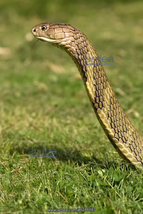 : King Cobra, Ophiophagus hannah, with head : King Cobra, Ophiophagus hannah, with head