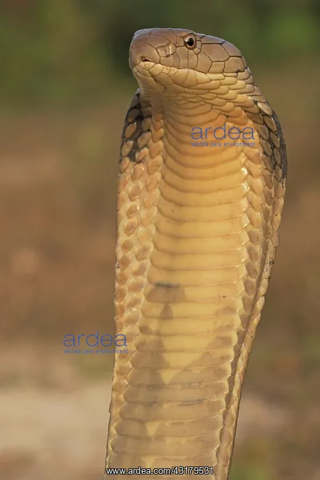 : King Cobra (Ophiophagus hannah), Krabi Province : King Cobra (Ophiophagus hannah), Krabi Province