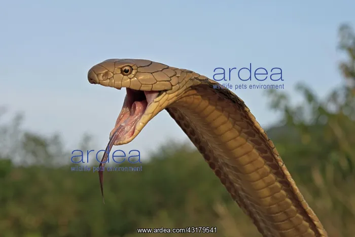 : King Cobra (Ophiophagus hannah), Krabi Province : King Cobra (Ophiophagus hannah), Krabi Province