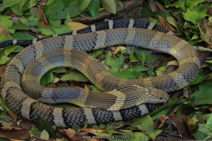 : King Cobra (Ophiophagus hannah) Northen Thailande : King Cobra (Ophiophagus hannah) Northen Thailande
