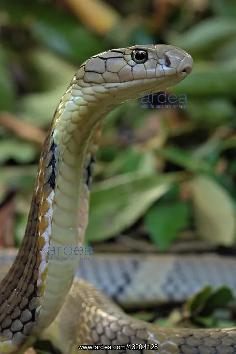 : King Cobra (Ophiophagus hannah) Northen Thailande : King Cobra (Ophiophagus hannah) Northen Thailande