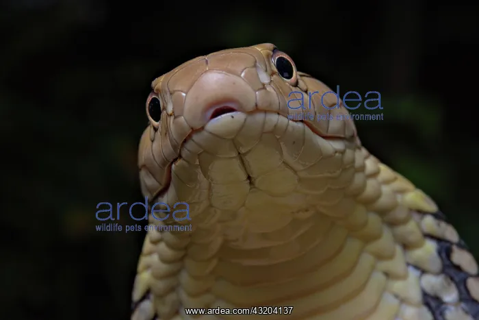 : King Cobra (Ophiophagus hannah) Northen Thailande : King Cobra (Ophiophagus hannah) Northen Thailande