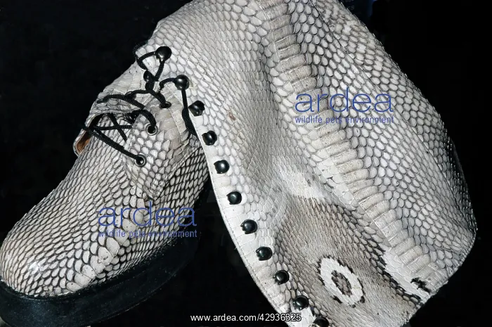 : King cobra skin made into a fashionable boot - : King cobra skin made into a fashionable boot -