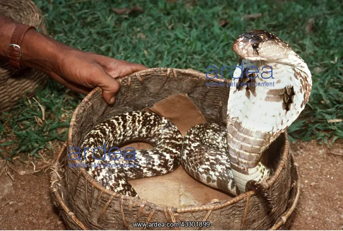 : KING COBRA - with snake charmer : KING COBRA - with snake charmer