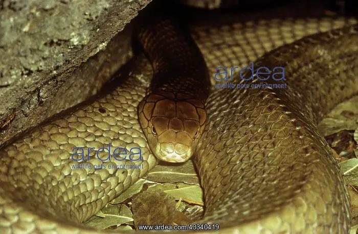: King Cobra Snake - restingS- India : King Cobra Snake - restingS- India