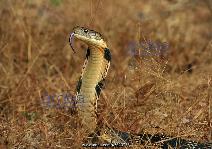 : King Cobra threatening : King Cobra threatening
