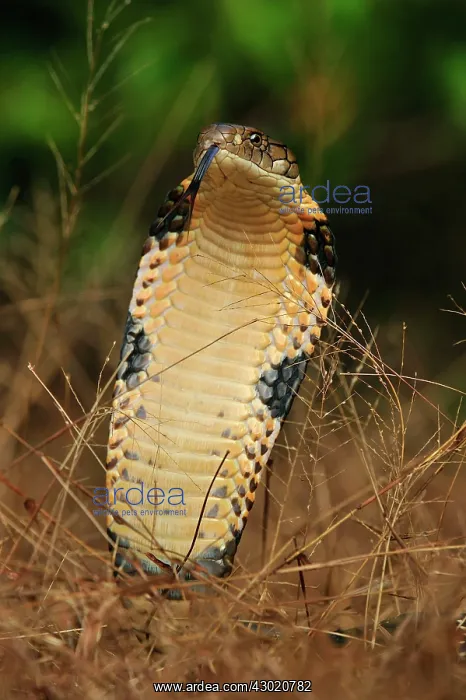 : King Cobra threatening : King Cobra threatening