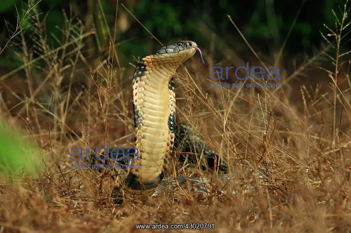 : King Cobra threatening : King Cobra threatening