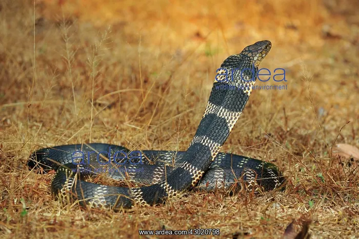 : King Cobra threatening : King Cobra threatening