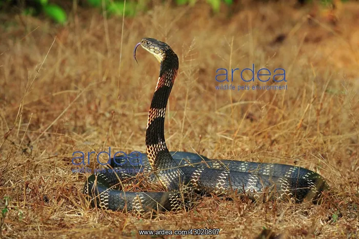 : King Cobra threatening : King Cobra threatening
