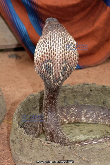 : King Cobra, tropical Asia from India and Sri Lanka : King Cobra, tropical Asia from India and Sri Lanka