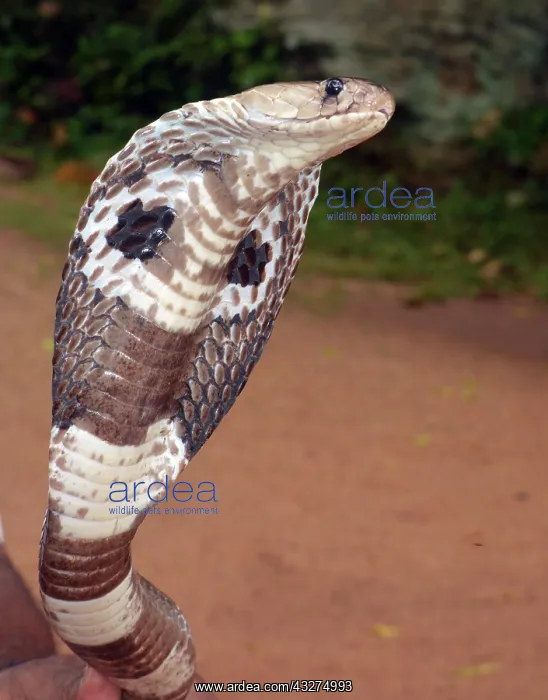 : King Cobra, tropical Asia from India and Sri Lanka : King Cobra, tropical Asia from India and Sri Lanka