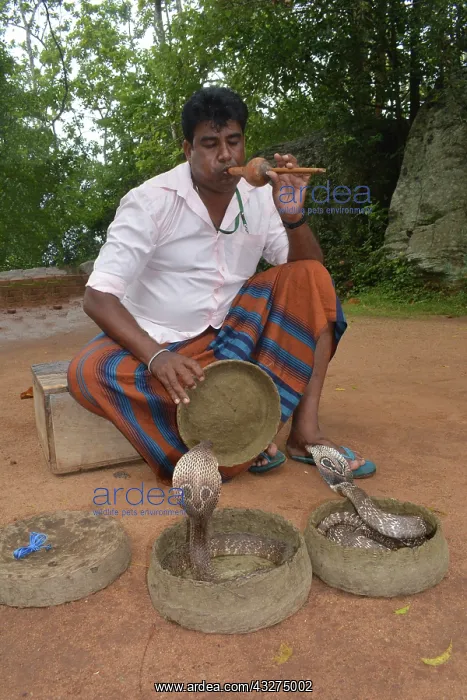 : King Cobra, tropical Asia from India and Sri Lanka : King Cobra, tropical Asia from India and Sri Lanka