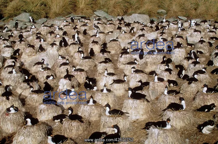 : King CORMORANT - nesting colony : King CORMORANT - nesting colony