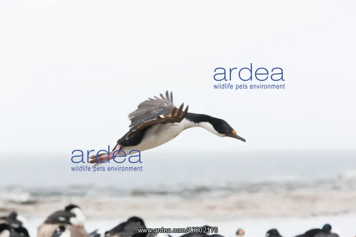 : King cormorant (Phalacrocorax atriceps) in flig : King cormorant (Phalacrocorax atriceps) in flig
