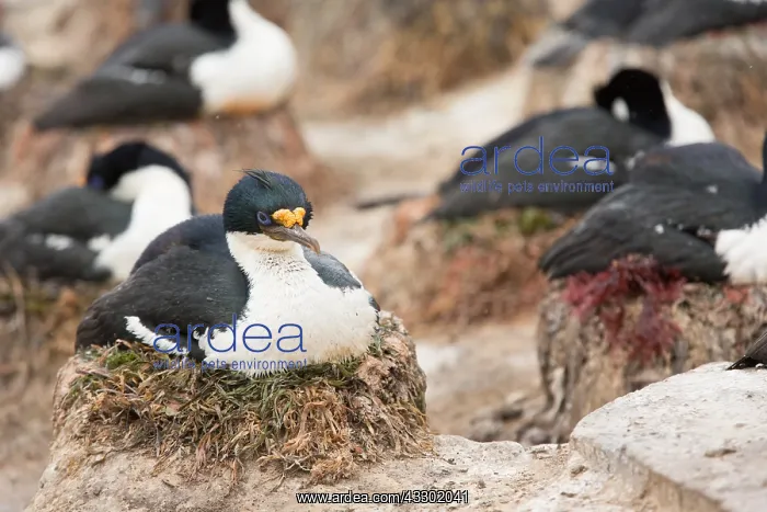 : King Cormorant (Phalacrocorax atriceps) on nest : King Cormorant (Phalacrocorax atriceps) on nest