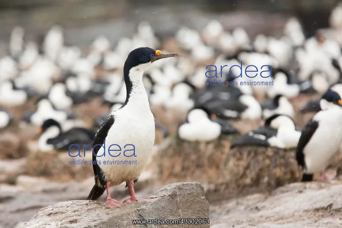  : King Cormorant (Phalacrocorax atriceps) on rock