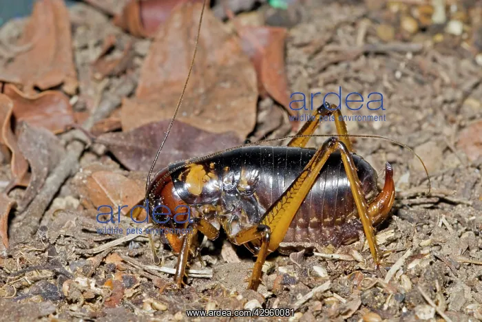 : King Cricket - female - Nocturnal omnivore living : King Cricket - female - Nocturnal omnivore living