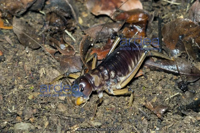: King Cricket - male : King Cricket - male