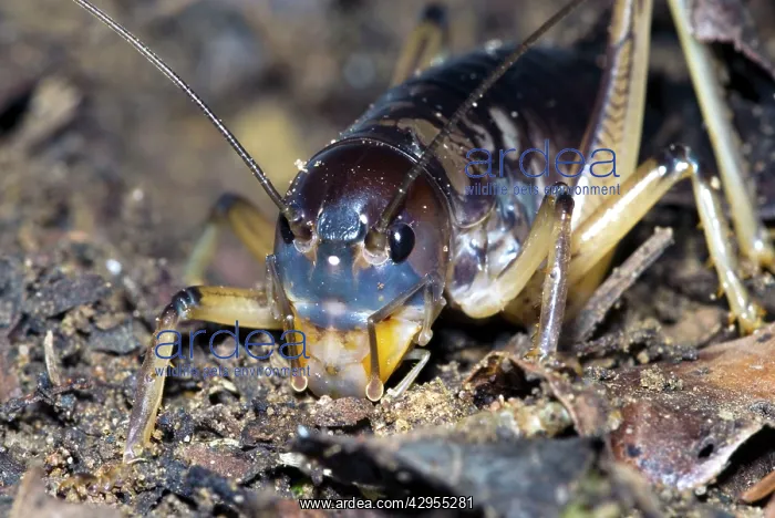 : King Cricket - male : King Cricket - male