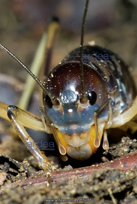 : King Cricket - male : King Cricket - male