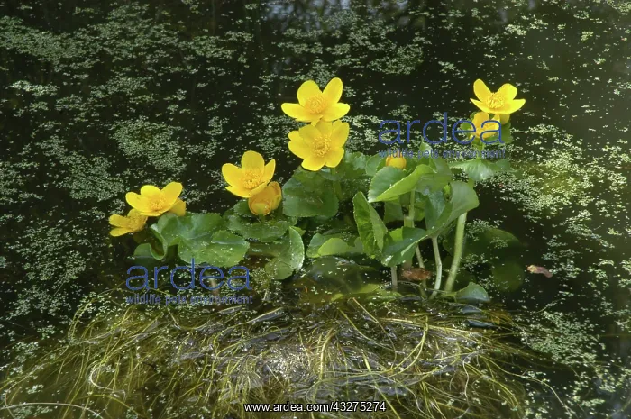 : King Cup, common widespread in marshy ground; UK : King Cup, common widespread in marshy ground; UK