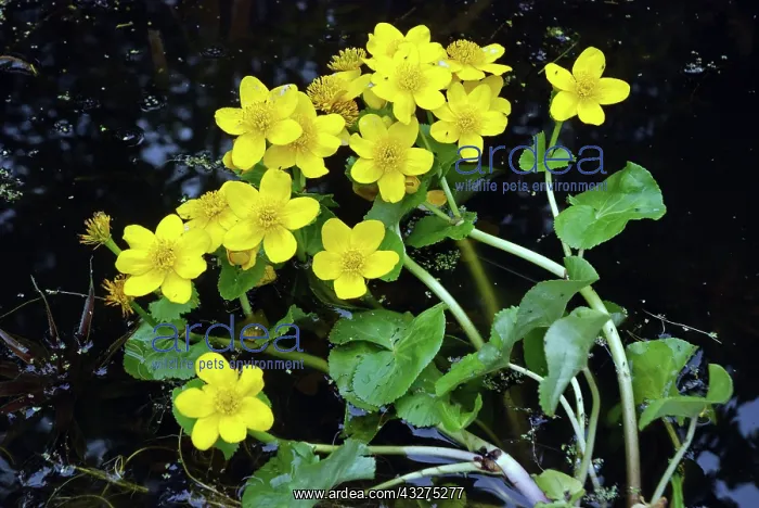 : King Cup, common widespread in marshy ground; UK : King Cup, common widespread in marshy ground; UK