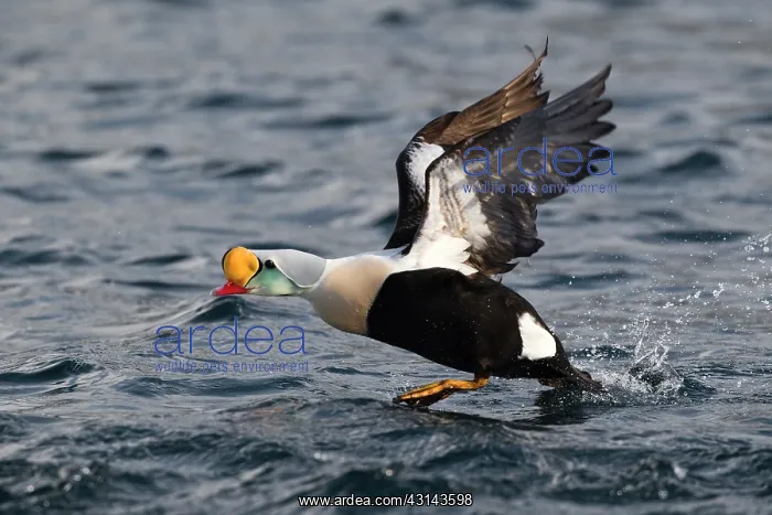 : King Eider : King Eider
