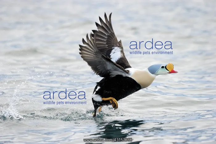 : King Eider : King Eider